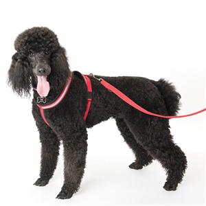 COMPANY OF ANIMALS COMFY HARNESS XS RED Image 1