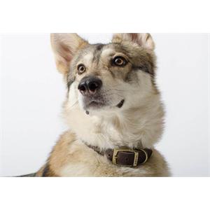 ANCOL 16inch / 40cm TIMBERWOLF ROUND DOG COLLAR SABLE Image 1