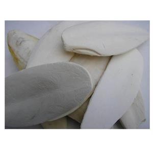 CUTTLEFISH BONES (8-10 inch) LARGE 11.5KG Image 1