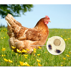 Worm Count Kit for Chickens Image 1