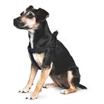ANCOL PADDED DOG HARNESS SIZE 3-4 SMALL Thumbnail Image 3