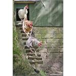 DENGIE FRESH BED FOR CHICKENS (100 LITRES) Thumbnail Image 2