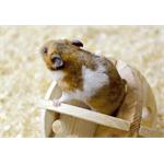 ANCOL ROLL N CHEW (NOT SUITABLE FOR HAMSTERS) Thumbnail Image 2