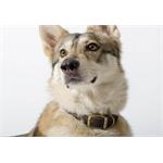 ANCOL 16inch / 40cm TIMBERWOLF ROUND DOG COLLAR SABLE thumbnail
