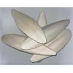 3-6" Cuttlefish 11.5kgs thumbnail