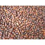 PINE NUTS 25KGS in shell thumbnail